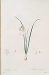 Narcissus calathinus