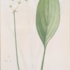 Sagittaria ovata