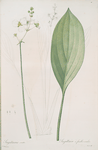 Sagittaria ovata