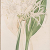 Pancratium speciosum