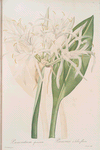 Pancratium speciosum