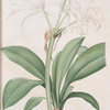 Pancratium fragrans