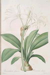 Pancratium fragrans