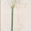 Pancratium declinatum
