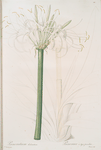 Pancratium declinatum