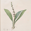 Peliosanthes Feta