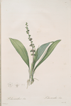 Peliosanthes Feta