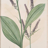 Veratrum nigrum