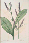 Veratrum nigrum