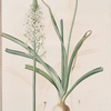 Ornithoga­lum trigynum