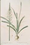 Ornithoga­lum trigynum