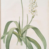 Ornithogalum lacteum