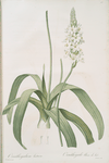 Ornithogalum lacteum