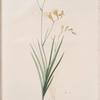 Gladiolus refractus