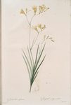 Gladiolus refractus