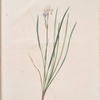Iris sibirica