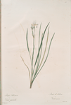 Iris sibirica