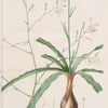 Scilla Pomeridiana
