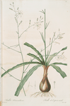 Scilla Pomeridiana