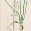 Ornithogalum pyramidale