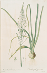 Ornithogalum pyramidale