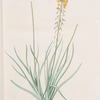 Anthericum longiscapum