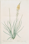 Anthericum longiscapum