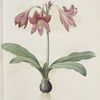 Amaryllis reticulata