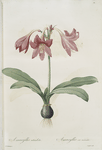 Amaryllis reticulata