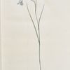 Gladiolus gracilis