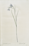 Gladiolus gracilis