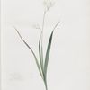 Ixia Candida