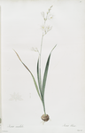 Ixia Candida