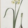 Narcissus intermedius