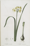 Narcissus intermedius