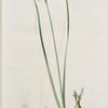 Narcissus intermedius