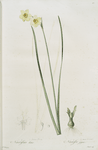 Narcissus intermedius