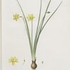 Narcissus lætus