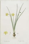 Narcissus lætus