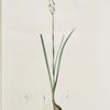 Narcissus dubius
