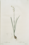 Narcissus dubius