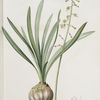 Drimia elata