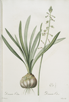 Drimia elata