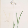 Ixia rapunculoides