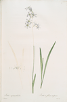 Ixia rapunculoides