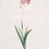 Ixia phlogiflora