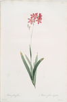 Ixia phlogiflora
