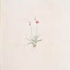 Ixia crispa