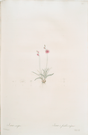 Ixia crispa