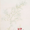 Asparagus tenuifolius